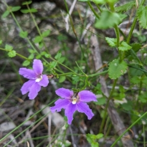 Dampiera stricta at Beecroft Peninsula, NSW - 16 Jan 2024