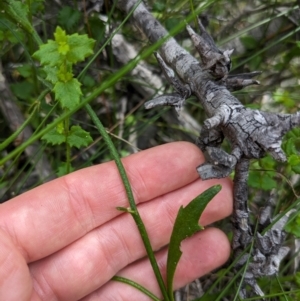 Dampiera stricta at Beecroft Peninsula, NSW - 16 Jan 2024