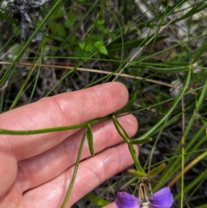 Dampiera stricta at Beecroft Peninsula, NSW - 16 Jan 2024