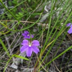 Dampiera stricta at Beecroft Peninsula, NSW - 16 Jan 2024 02:18 PM