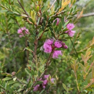 Melaleuca thymifolia at Beecroft Peninsula, NSW - 16 Jan 2024