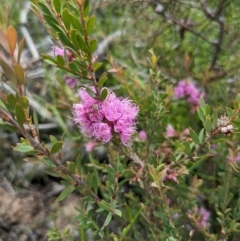 Melaleuca thymifolia at Beecroft Peninsula, NSW - 16 Jan 2024 02:17 PM