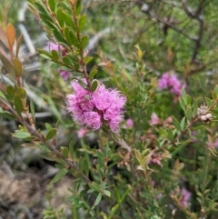 Melaleuca thymifolia at Beecroft Peninsula, NSW - 16 Jan 2024