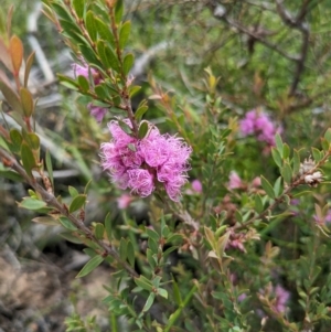Melaleuca thymifolia at Beecroft Peninsula, NSW - 16 Jan 2024 02:17 PM