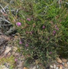 Melaleuca thymifolia at Beecroft Peninsula, NSW - 16 Jan 2024