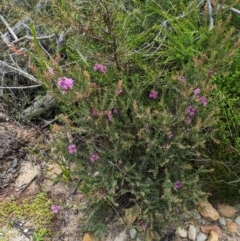 Melaleuca thymifolia at Beecroft Peninsula, NSW - 16 Jan 2024 02:17 PM