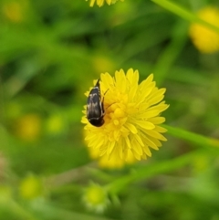 Mordella sp. (genus) (Pintail or tumbling flower beetle) at North Mitchell Grassland  (NMG) - 16 Jan 2024 by HappyWanderer