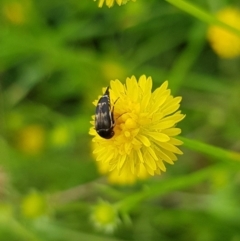 Mordella sp. (genus) (Pintail or tumbling flower beetle) at Franklin, ACT - 15 Jan 2024 by HappyWanderer