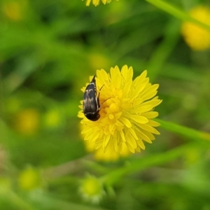 Mordella sp. (genus) at North Mitchell Grassland  (NMG) - 16 Jan 2024