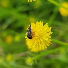 Mordella sp. (genus) (Pintail or tumbling flower beetle) at North Mitchell Grassland  (NMG) - 15 Jan 2024 by HappyWanderer