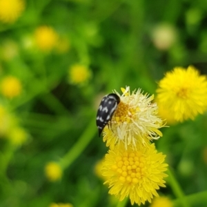 Mordella sp. (genus) at North Mitchell Grassland  (NMG) - 16 Jan 2024