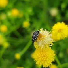 Mordella sp. (genus) at North Mitchell Grassland  (NMG) - 16 Jan 2024