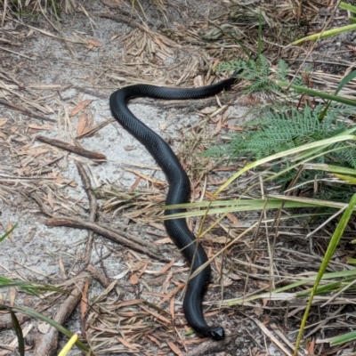 Pseudechis porphyriacus (Red-bellied Black Snake) at Beecroft Peninsula, NSW - 16 Jan 2024 by WalterEgo