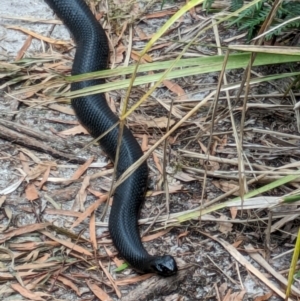 Pseudechis porphyriacus at Beecroft Peninsula, NSW - 16 Jan 2024 02:28 PM