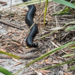 Pseudechis porphyriacus at Beecroft Peninsula, NSW - 16 Jan 2024 02:28 PM