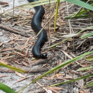 Pseudechis porphyriacus at Beecroft Peninsula, NSW - 16 Jan 2024