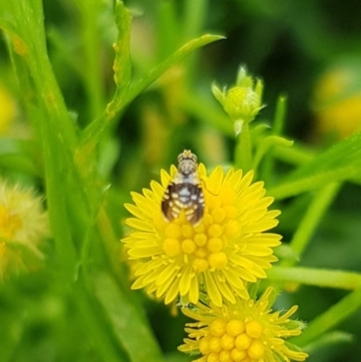 Spathulina acroleuca (A seed fly) at North Mitchell Grassland  (NMG) - 16 Jan 2024 by HappyWanderer