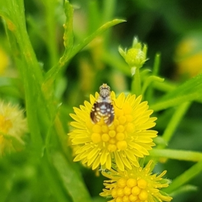 Spathulina acroleuca (A seed fly) at North Mitchell Grassland  (NMG) - 15 Jan 2024 by HappyWanderer