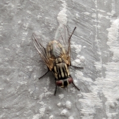 Unidentified Blow fly (Calliphoridae) at National Zoo and Aquarium - 16 Jan 2024 by AniseStar