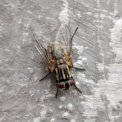 Unidentified Blow fly (Calliphoridae) at Yarralumla, ACT - 16 Jan 2024 by AniseStar