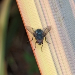 Calliphora vicina (European bluebottle) at National Zoo and Aquarium - 16 Jan 2024 by AniseStar