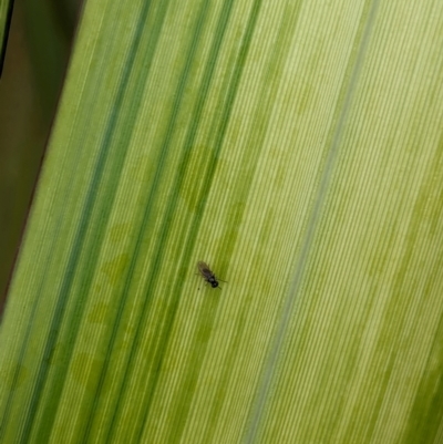 Unidentified True fly (Diptera) at Yarralumla, ACT - 16 Jan 2024 by AniseStar