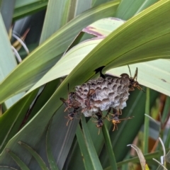 Polistes (Polistella) humilis (Common Paper Wasp) at Yarralumla, ACT - 16 Jan 2024 by AniseStar