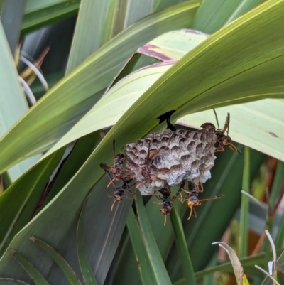 Polistes (Polistella) humilis (Common Paper Wasp) at Yarralumla, ACT - 16 Jan 2024 by AniseStar