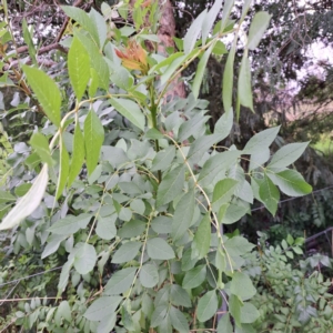 Fraxinus angustifolia at Watson, ACT - 15 Jan 2024