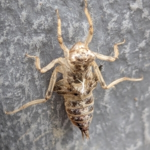 Anisoptera (suborder) at National Zoo and Aquarium - 16 Jan 2024