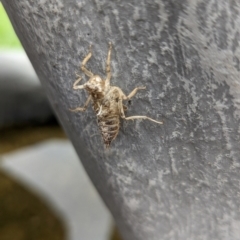 Anisoptera (suborder) at National Zoo and Aquarium - 16 Jan 2024 02:45 PM