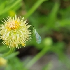 Aphididae (family) (Unidentified aphid) at Budjan Galindji (Franklin Grassland) Reserve - 15 Jan 2024 by HappyWanderer