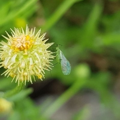 Aphididae (family) (Unidentified aphid) at Franklin, ACT - 15 Jan 2024 by HappyWanderer