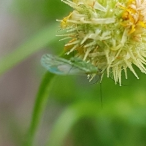 Aphididae (family) at North Mitchell Grassland  (NMG) - 16 Jan 2024