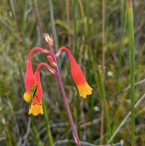 Blandfordia nobilis at Beecroft Peninsula, NSW - suppressed