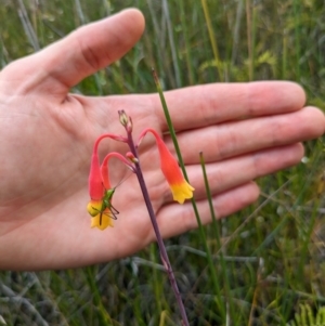 Blandfordia nobilis at Beecroft Peninsula, NSW - suppressed