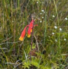 Blandfordia nobilis at Beecroft Peninsula, NSW - suppressed