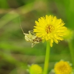 Miridae (family) (Unidentified plant bug) at Franklin, ACT - 15 Jan 2024 by HappyWanderer