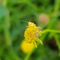 Miridae (family) at North Mitchell Grassland  (NMG) - 16 Jan 2024 09:34 AM