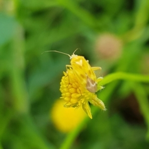 Miridae (family) at North Mitchell Grassland  (NMG) - 16 Jan 2024 09:34 AM