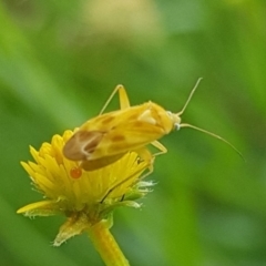 Miridae (family) at North Mitchell Grassland  (NMG) - 16 Jan 2024