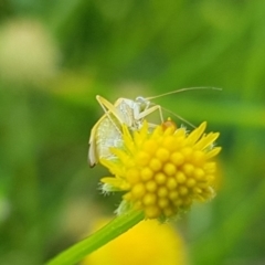 Miridae (family) at North Mitchell Grassland  (NMG) - 16 Jan 2024 09:34 AM