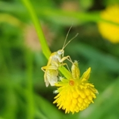 Miridae (family) at North Mitchell Grassland  (NMG) - 16 Jan 2024 09:34 AM