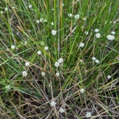 Actinotus minor (Lesser Flannel Flower) at Beecroft Peninsula, NSW - 16 Jan 2024 by WalterEgo