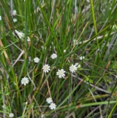 Actinotus minor at Beecroft Peninsula, NSW - 16 Jan 2024