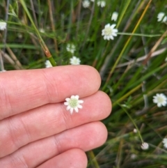 Actinotus minor at Beecroft Peninsula, NSW - 16 Jan 2024