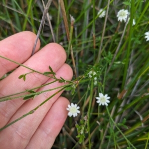 Actinotus minor at Beecroft Peninsula, NSW - 16 Jan 2024