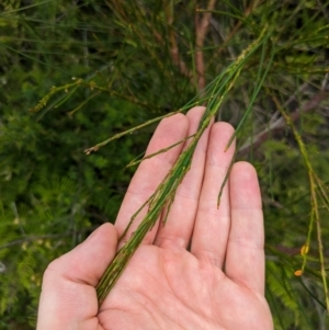 Viminaria juncea at Beecroft Peninsula, NSW - 16 Jan 2024