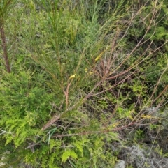 Viminaria juncea at Beecroft Peninsula, NSW - 16 Jan 2024