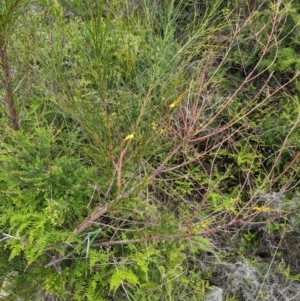 Viminaria juncea at Beecroft Peninsula, NSW - 16 Jan 2024